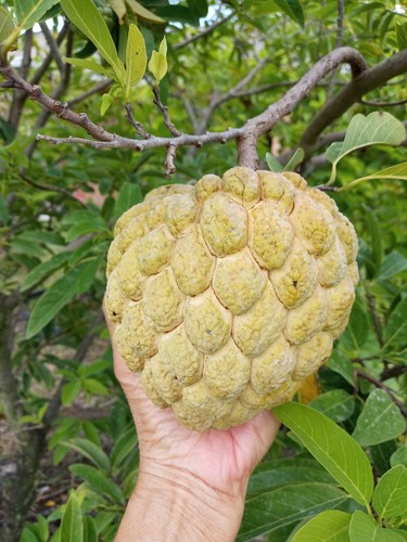 Seeds organic sugar apple - 15,